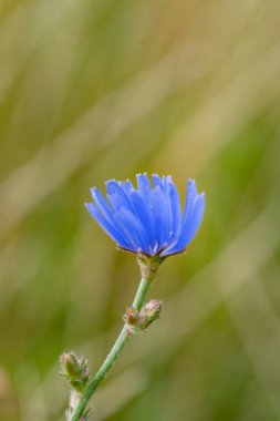 Chicory, Cichorium Intybus çok değerli bir şifalı bitkidir. Hatasız nitelikler hemen hemen tüm parçalarını barındırır..