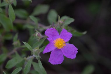 Küçük Çiçekli Kistus - Cistus praviflorus Mor Akdeniz Çalı