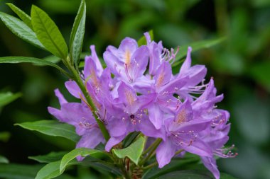Rododendron botanik bahçesinde yetişiyor.