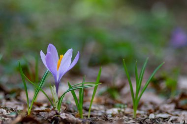 İlkbaharda mor Crocus Çiçeği 'ni seyret. Doğa ve Çiçek Arkaplanı Seçmeli Odaklanma