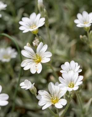 Dianthus Avenarius 'un ya da kum karanfilinin etrafını sarın.