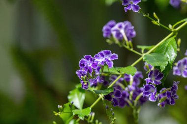 Duranta erecta çiçekli çalı ailesindeki verbena Verbenaceae familyasından. Altın yaprağın, güvercin berry ve skyflower ortak adlarını içerir