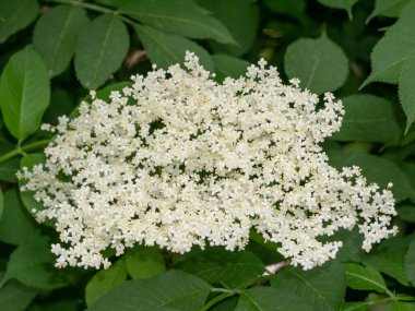 Çiçek açan danewort cüce elderwort veya elderwort, Sambucus ebulus, yakın plan, seçici odak