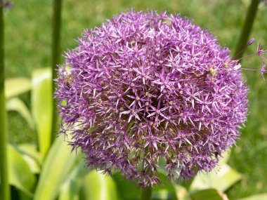 Allium cristophii, yaygın olarak Pers Yıldızı olarak bilinen, uzun ömürlü bir bitki türüdür.