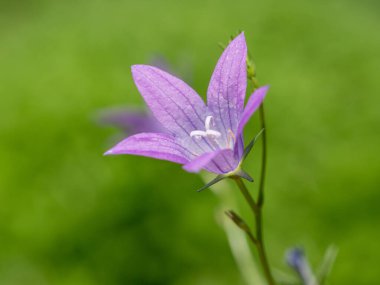 Campanula patula 'nın makro çekimi. Tarla çiçeği * * Not: Sığ alan derinliği