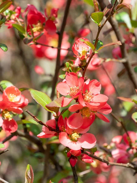 Rote Chaenomeles Japonica Blühen Beim Brunch Geringe Schärfentiefe Selektiver Fokus — Stockfoto