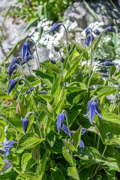 Nahaufnahme Einer Lila Klematisblüte Mit Gitterhintergrund — Stockfoto