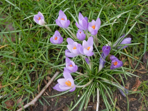 Lila Crocus Virágok Crocuses Tavaszi Táj — Stock Fotó