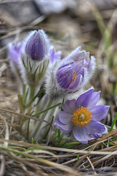 Purple Violet Anemone Pavonina Beautiful Spring Flower — Stock Photo, Image