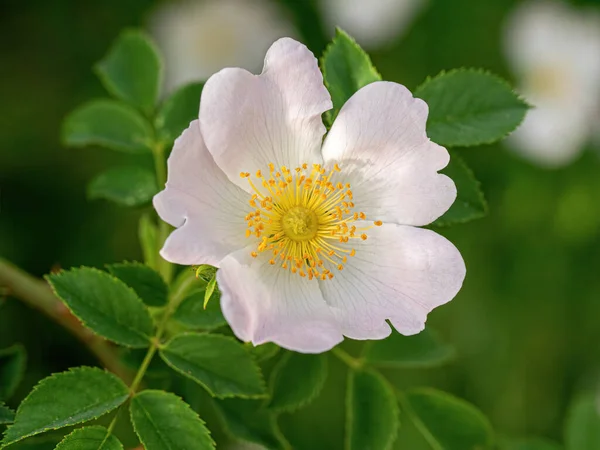 Close Dog Rose Flower Rosa Canina Which Rose Hips Harvested — Stockfoto