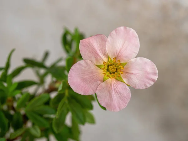 Closeup Pretty Pink Potentilla Flower Bush Summer Garden — Stockfoto