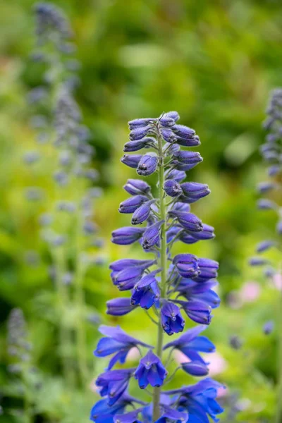 Blooming Delphinium Park Close Sunny Day Note Selective Focus — Stock Photo, Image