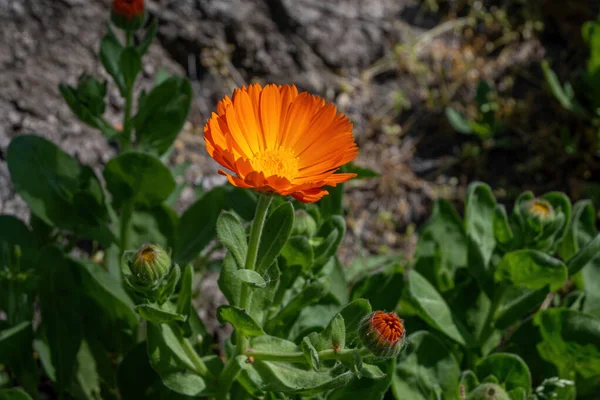 Bulanık yeşil arka planda yapraklı Calendula çiçeği (Calendula officinalis, esrar, bahçe veya İngiliz kadife çiçeği). Not: Sığ alan derinliği