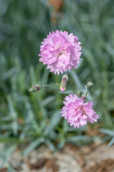 Close Van Dianthus Plumarius Bloei Bloemen Bloeien Het Voorjaar Noot — Stockfoto