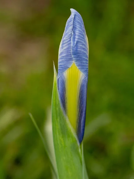 Nahaufnahme Eines Abstrakten Bildes Der Lila Irisblüte Iris Douglasiana Frühjahrsmakro — Stockfoto