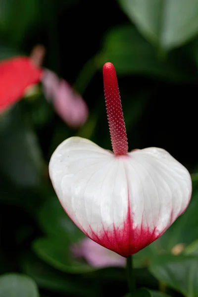 Κοντινό Πλάνο Του Ανθούριου Φλαμίνγκο Λουλούδια Αγόρι Λουλούδια Pigtail Ανθούριο — Φωτογραφία Αρχείου