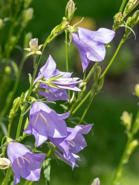 Blume Einer Pfirsichblättrigen Glockenblume Campanula Persicifolia Hinweis Flache Schärfentiefe — Stockfoto