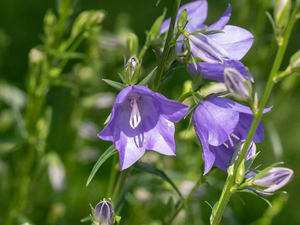 Şeftali yapraklı çan çiçeğinin çiçeği (Campanula persicifolia) * * Not: Yüzeyin sığ derinliği