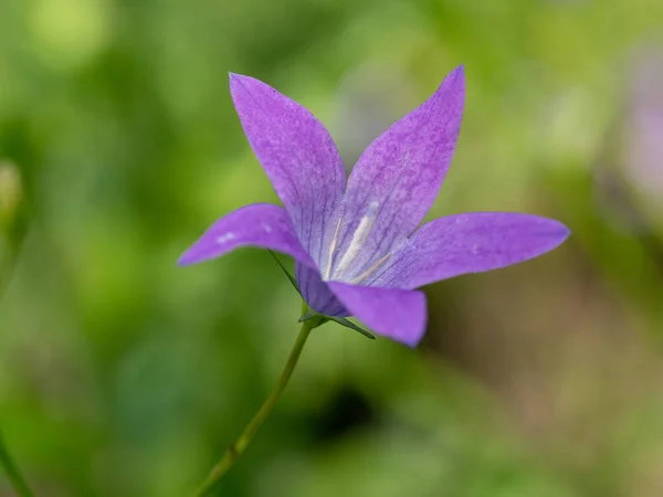 Macro Shot Campanula Patula Field Flower Note Shallow Depth Field — Stock Photo, Image