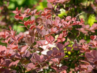 Japon böğürtlen çalılarının Macro fotoğrafı (Berberis thunbergii) * * Not: Sığ alan derinliği