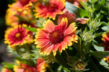 Makroda manzara açan Gaillardia (gaillardia pulchella)