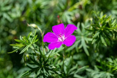 Kesilmiş Cranesbill - Geranium disektum Küçük Pembe Geranium