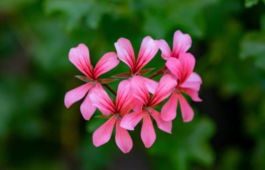 Çiçekli leylak sarmaşık yapraklı Pelargonium. Sarmaşık Yaprağı Geranium - sardunya peltatumu