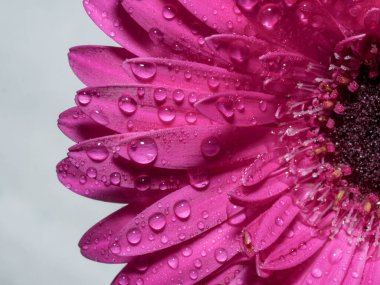 Su damlalı güzel Gerbera çiçeği. Gerbera çiçeğinin makro fotoğrafı. Seçici odak
