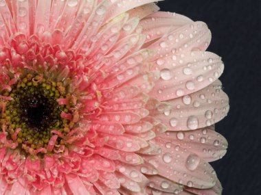 Su damlalı güzel Gerbera çiçeği. Gerbera çiçeğinin makro fotoğrafı. Seçici odak