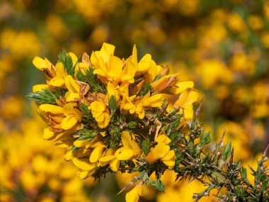 Çiçekli sıradan bir gorse (Ulex europaeus) - parlak sarı çiçeklerle kaplı dikenli bir dikenli bitki