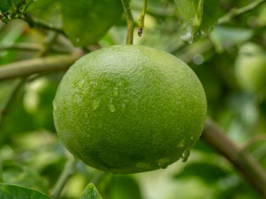 Ağaçtaki yeşil greyfurtun yakın plan görüntüsü. Tropik meyveler