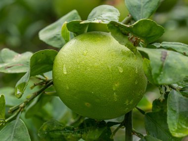 Ağaçtaki yeşil greyfurtun yakın plan görüntüsü. Tropik meyveler