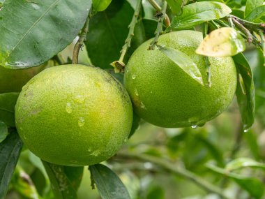 Ağaçtaki yeşil greyfurtun yakın plan görüntüsü. Tropik meyveler