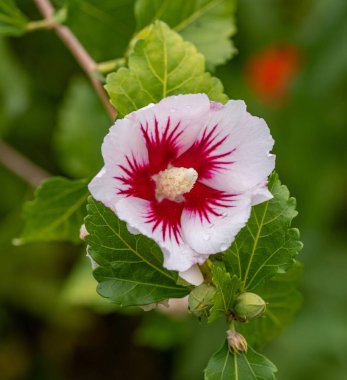 Hibiscus Syriacus (Sharon Gülü) arka planda yeşillik ile doğal ortamında büyümektedir..
