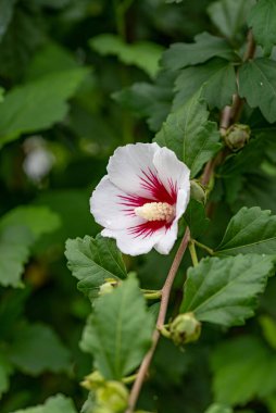 Hibiscus Syriacus (Sharon Gülü) arka planda yeşillik ile doğal ortamında büyümektedir..