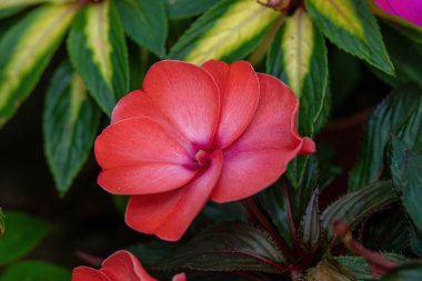 Yeni Gine sabırsızları veya Impatiens Hawkeri çiçek açan bitkisi 