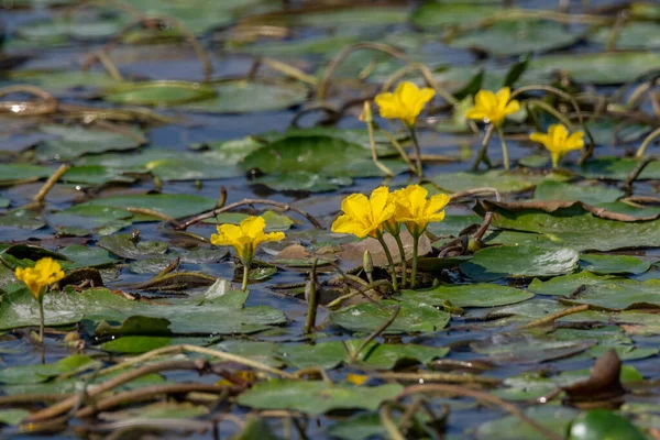 Végétation Eau Douce Flottante Dense Nénuphars Franges Nymphoides Peltata — Photo