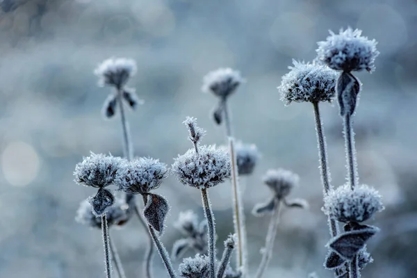 Close Tiro Flores Congeladas Inverno — Fotografia de Stock