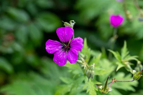 Armenian Cranesbill Geranium Psilostemon Turkey Armenia Russia — Foto Stock