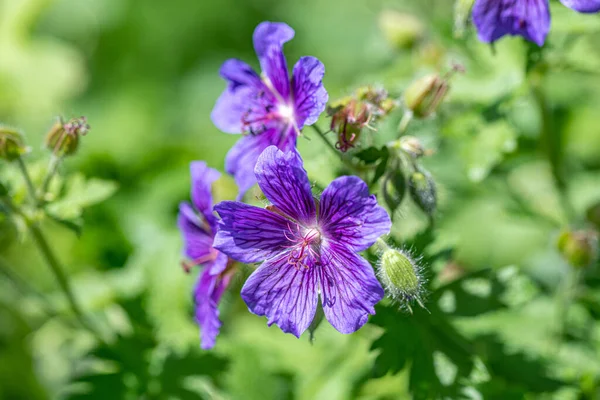 Geranium Thunbergii Heimischen Garten Selektiver Fokus — Stockfoto