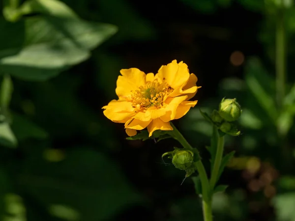 Gelbe Blüte Von Geum Coccineum Scharlachrot Geringe Tiefenschärfe — Stockfoto