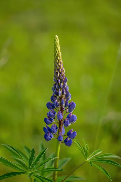 Люпин Многоязычный Lupinus Polyphyllus Цветущее Растение Семейства Легуминовых Fabaceae Примечание — стоковое фото