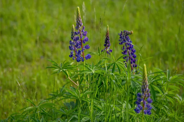 Lupine Multilingual Lupinus Polyphyllus Fabaceae 꽃피는 식물이다 — 스톡 사진