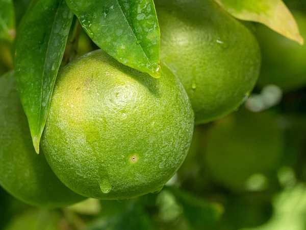 Close Van Groene Grapefruit Boom Tegen Hemelse Achtergrond Tropische Vruchten — Stockfoto