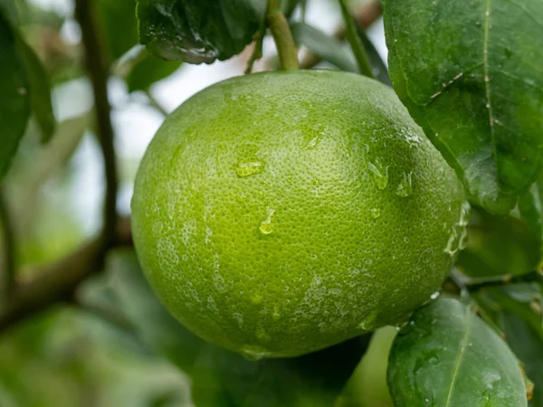 Ağaçtaki yeşil greyfurtun yakın plan görüntüsü. Tropik meyveler