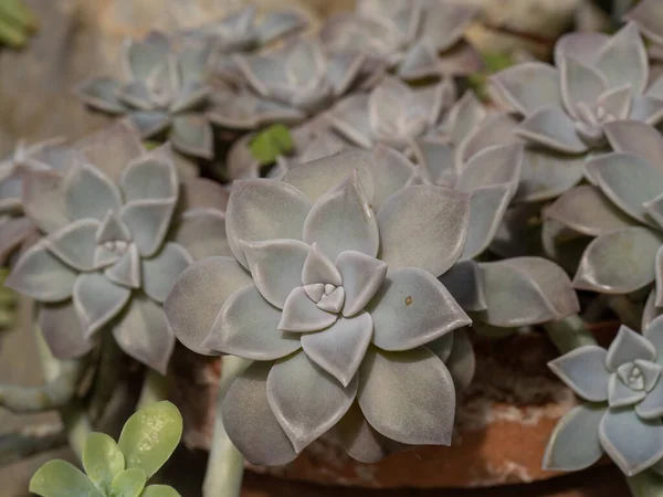 Graptopetalum Paraguayense Hayalet Bitkisi Yeşim Bitkisi Crassulaceae Ailesi Yakın Görünüm — Stok fotoğraf