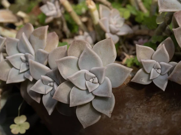 화식조 Graptopetalum Paraguayense Ghost Plant 제이드 플랜트 나무과 Crassulaceae 클로즈업 — 스톡 사진