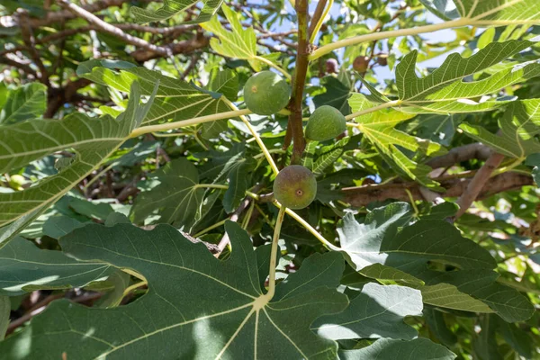 Parte Pianta Fico Con Frutti Foglie — Foto Stock