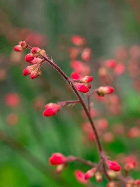 Bahçedeki mercan çanların (Heuchera) çiçek desenli resmi. Son derece sığ noktalı Macro.
