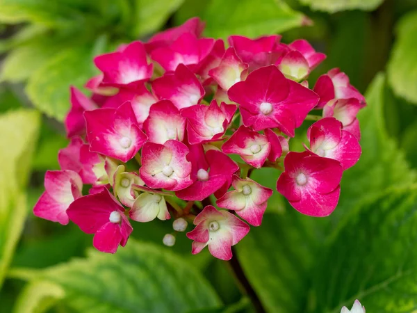 Ortanca çiçekleri - Ortanca ağaç kesimleri - sığ alan derinliği